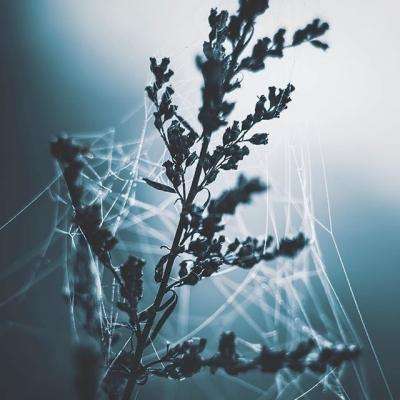 张雪峰社媒曾5次提及猝死